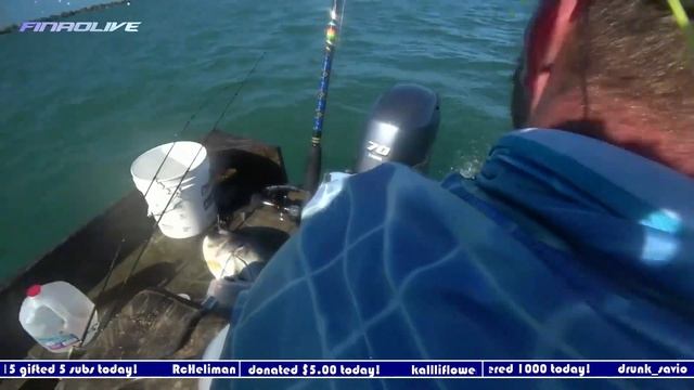 Huge Goliath Grouper Eaten By Massive Shark!
