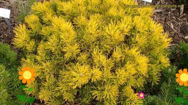 Сосна горная Карстен. Краткий обзор, описание характеристик, где купить pinus mugo Carsten смотреть онлайн