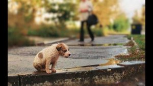 «Мы в ответе за тех кого приручили» - экологический час