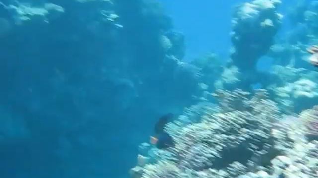 Korálový útes, Sharm el Sheikh смотреть онлайн