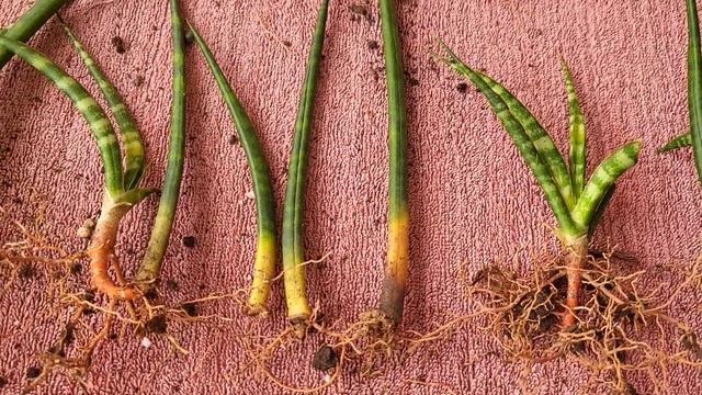 Сансевиерия. Посадка. 21.03.2023.