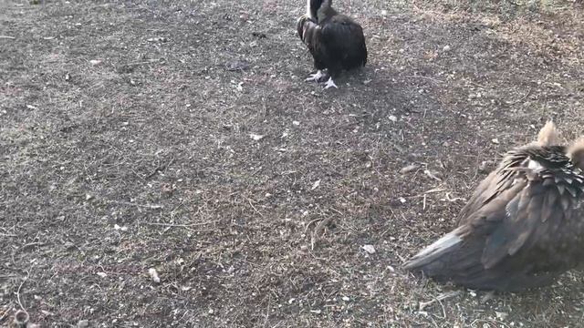 Грифы и сипы мощные птицы! Тайган Vultures are powerful birds! Taigan смотреть онлайн