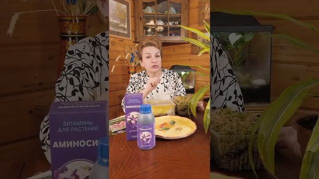 ГЛОКСИНИЯ ? Как выбрать КЛУБЕНЬ для ГЛОКСИНИИ? смотреть онлайн