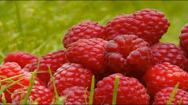 ЛЕТО - КРАСНА ЯГОДА (СЮРПРИЗ) смотреть онлайн