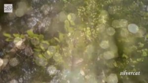 Эдвард Григ-Утро (Edvard Grieg- Morning)