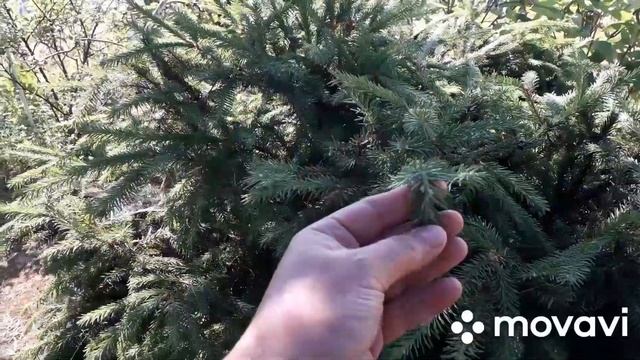 Наш САД ☀️25 июня 2020☀️Непрошенные гости?Хосты-гиганты?Розы Нимфея?Хакуро Нишики?Ирис?Птицемлечник смотреть онлайн