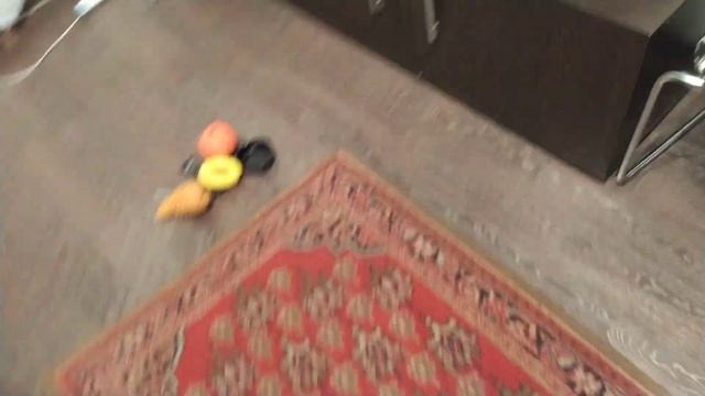 Доберман приносит предметы по названиям) / Doberman Brings Items By Name)