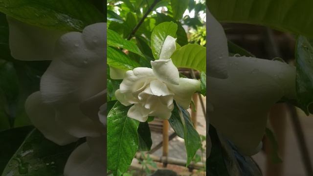 Jempiring / Kacapiring (Gardenia Jasminoides). смотреть онлайн