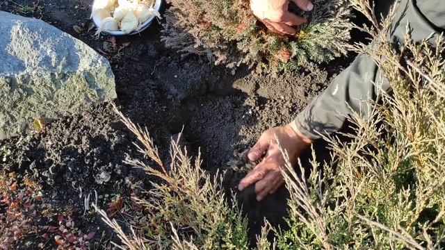 Посадка рокамболь (лук причесночный) в октябре. Лучшее место для лука это цветники. смотреть онлайн