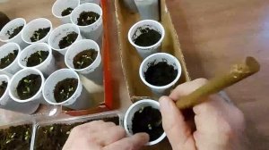 Пикировка гвоздики в стаканчики.  Часть 1