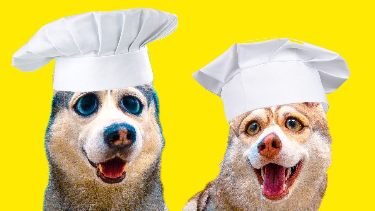 DOGVLOG: ХАСКИ ГОТОВЯТ ОЛАДУШКИ!! (Хаски Бандит) Говорящая собака смотреть онлайн