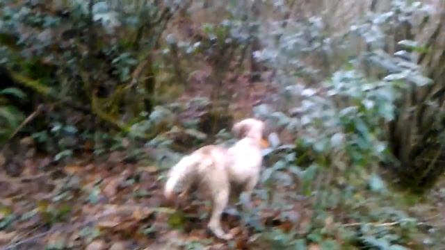 BECADAS CON SETTER DE LA RIEGA ESPAÑA смотреть онлайн