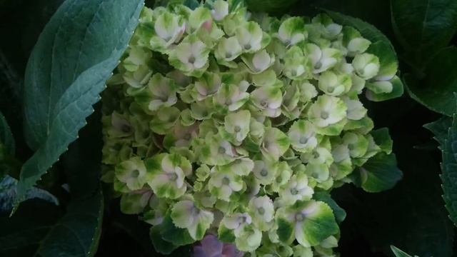 Hydrangea macrophylla Magical Amethyst 2016г. смотреть онлайн