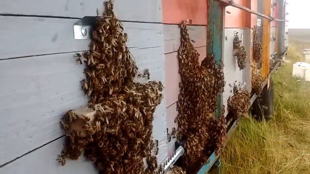 Качаем подсолнух 2018 пасека Лукиных смотреть онлайн