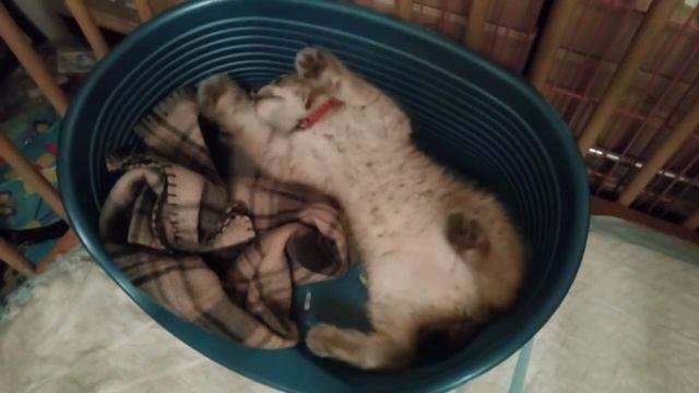 Кошка, она и есть кошка (восточно сибирская рысь) смотреть онлайн