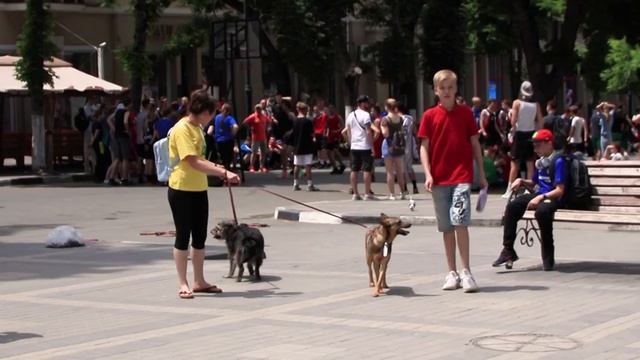 ВЫСТАВКА БЕСПОРОДНЫХ ЖИВОТНЫХ | Origami News смотреть онлайн