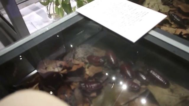 The world's heaviest cockroach【Giant Burrowing Cockroach】世界最重量ゴキブリ смотреть онлайн
