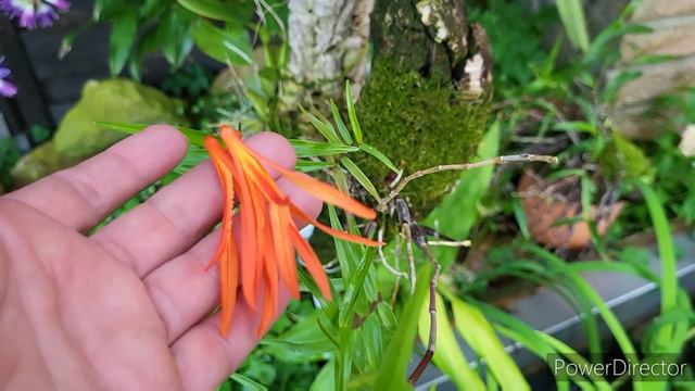 🇺🇦 Dendrobium aurantiflammeum. Як вам такий дендробиум?Трішки про догляд орхідеї. смотреть онлайн