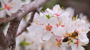 Необычные сорта зимостойких абрикосов: Черный бархат, Персиковый, Ананасный