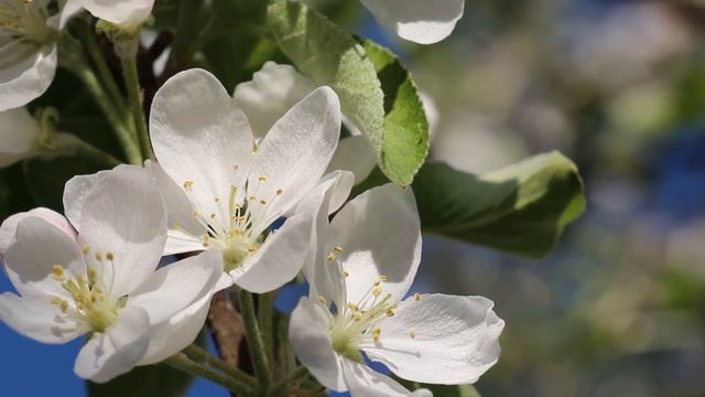 Canon EOS 700D EF-S 18-135 IS STM Video Test смотреть онлайн