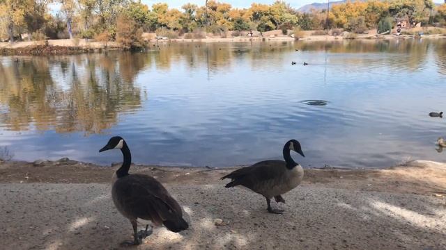 Влог USA: Осенние развлечения: шопинг, декорации, парк с утками, тыквенный крем-суп! ?????