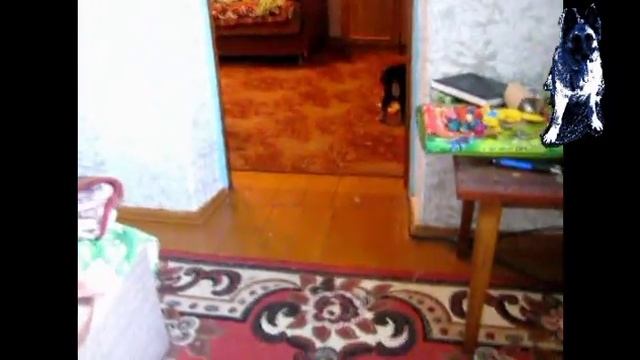 ЩЕНОК В ДОМЕ ЧАСТЬ 4 ИГРУШКИ ДЛЯ ЩЕНКА смотреть онлайн