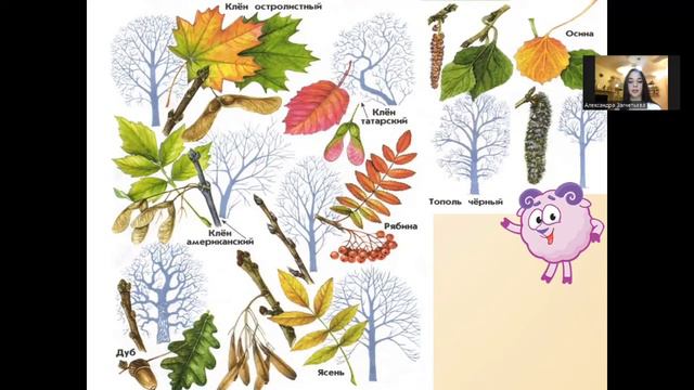 Уроки Окружающего Мира для школьников