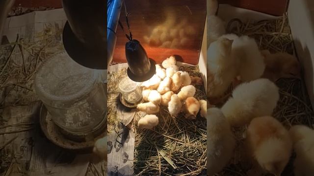 хайлайн браун первые сутки смотреть онлайн