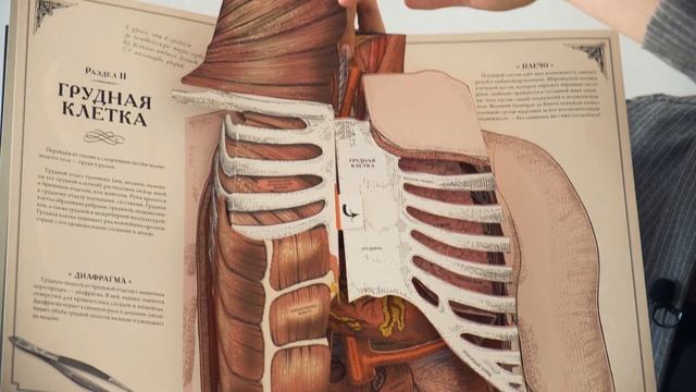 Тело человека. Интерактивная книга-панорама. Р.Уолкер. смотреть онлайн