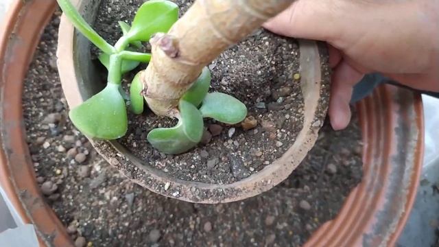 Денежное дерево - Толстянка - красула, садим в "новый" горшок! смотреть онлайн