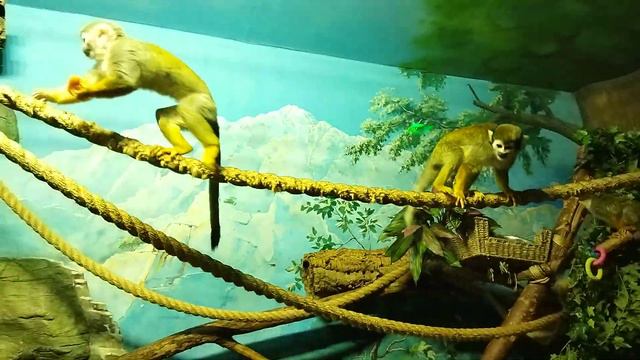 Океонариум крокус Сити. смотреть онлайн