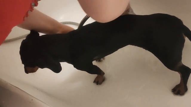 Как мы моем лапы таксе ? после прогулки? смотреть онлайн