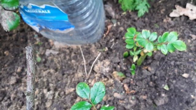 Роза ГРАНДИФЛОРА РОЗЕНШТАДТ ФРАЙЗИНГ , перезимовала на отлично ! смотреть онлайн