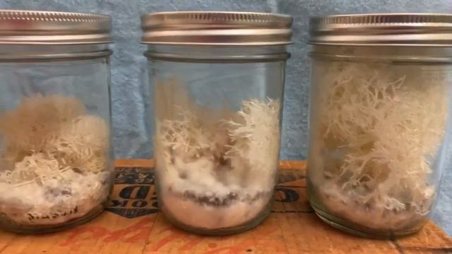Living Lion’s Mane Mushrooms - Hericium erinaceus - 6 weeks old growing in pint mason jars смотреть онлайн