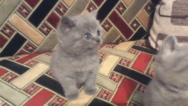 Британские котята мальчик и девочка(справа) смотреть онлайн