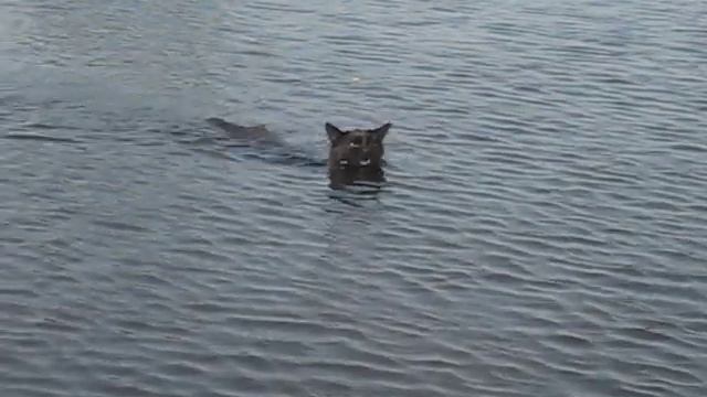 Кот плывет смотреть онлайн