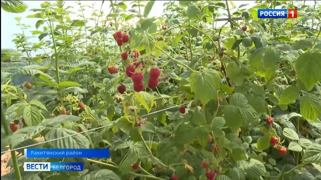 Ягоды поспели: в Белгородской области собирают клубнику и малину смотреть онлайн
