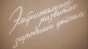 Оплодотворение и эмбриональное развитие на примере лягушки