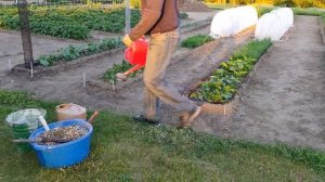 Перепелиный помёт - замечательное органическое удобрение.