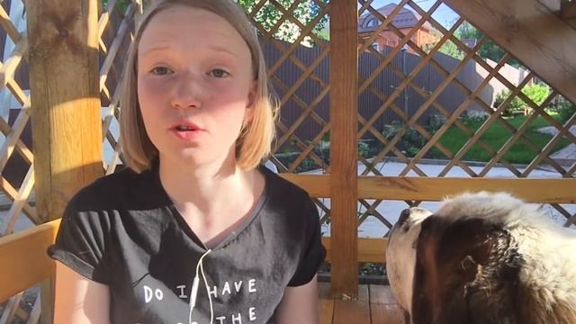 Выбор ошейника для собаки / ОШЕЙНИК - ПОЛУУДАВКА / HAUL смотреть онлайн