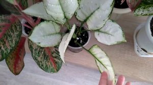 Мои комнатные растения // Парад АГЛАОНЕМ // Новинка