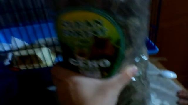 Обзор про мою белку дегу смотреть онлайн