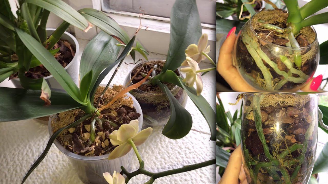 Орхидейная дача. Что там осталось. смотреть онлайн