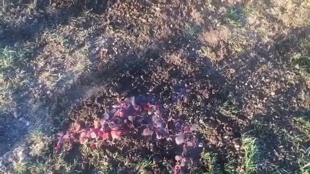 Пересадка туи брабант смотреть онлайн