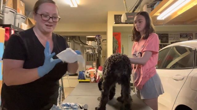 How to express anal glands - Home tutorial смотреть онлайн