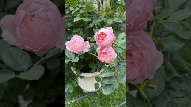 David Austin Rose: the Alnwick rose, 2nd flush. смотреть онлайн