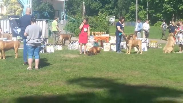 Национальная выставка Южноафриканский бурбуль, Москва 2018 г. Кобели класс победители. смотреть онлайн