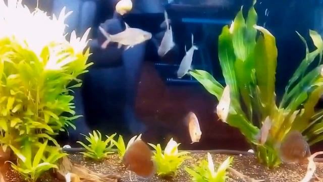 моя акваферма 2