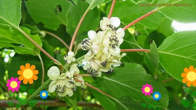 Актинидия аргута. Краткий обзор, описание характеристик actinidia arguta мэйл мужской смотреть онлайн