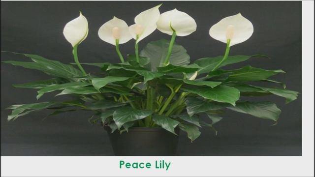 Best Air Cleaning Houseplants That Are Almost Impossible To Destroy